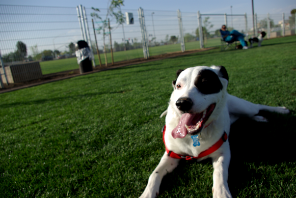 At the Dog Park 2