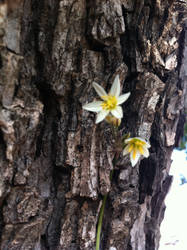 tree flower?