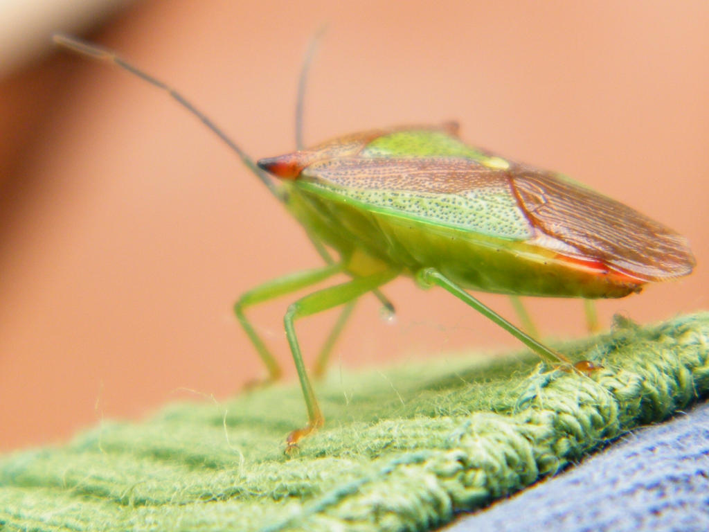 Shield Bug 01