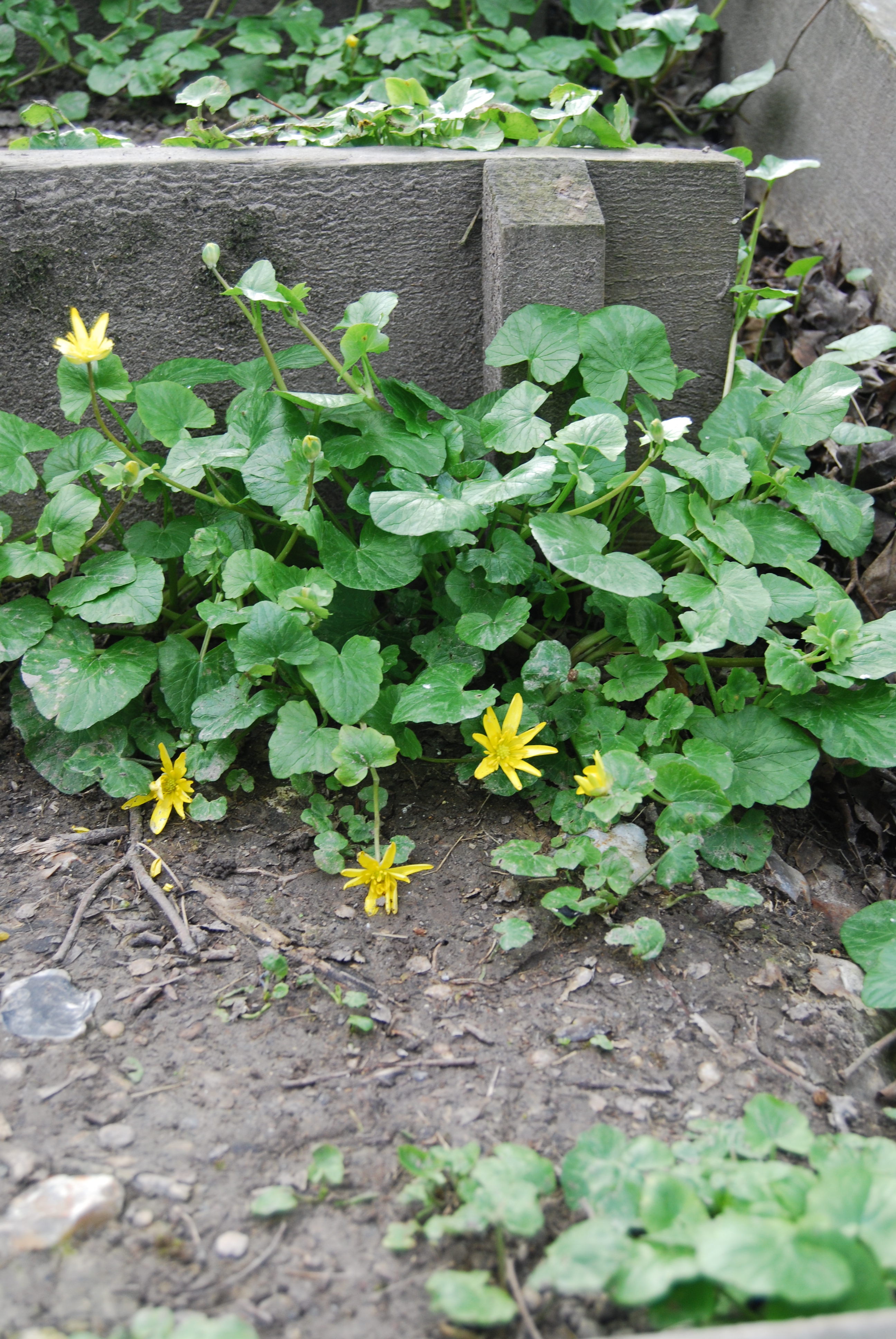 Yellow Flowers 01