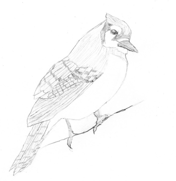 Pencil Sketch Blue Jay By Ryusuta On Deviantart Pencil Sketch Blue Jay By Ryusuta On Deviantart
