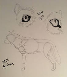 Wolf Anatomy  Eyes 