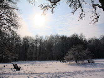 Winter in a german forest