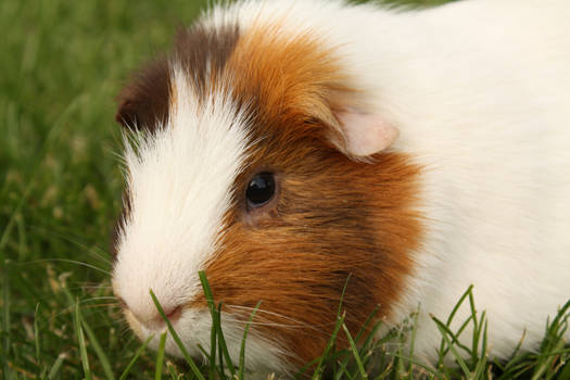 The cutest guinea pig of the world :)