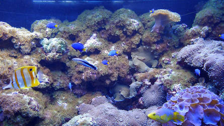The colors of aquarium