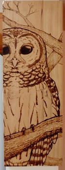 Barred Owl Wood Burn