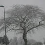 Winter Wonderland in Newport