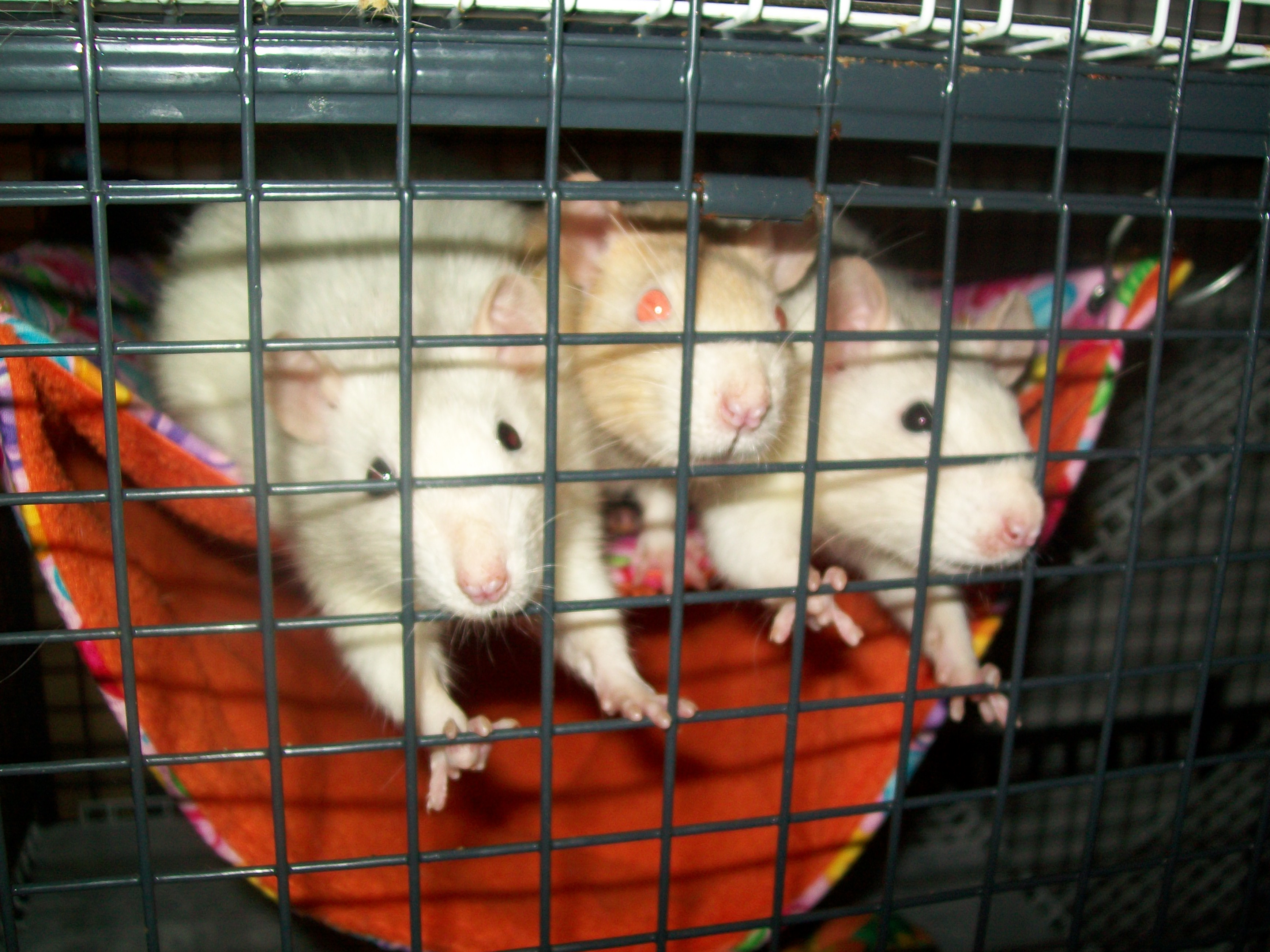 Sister Rats