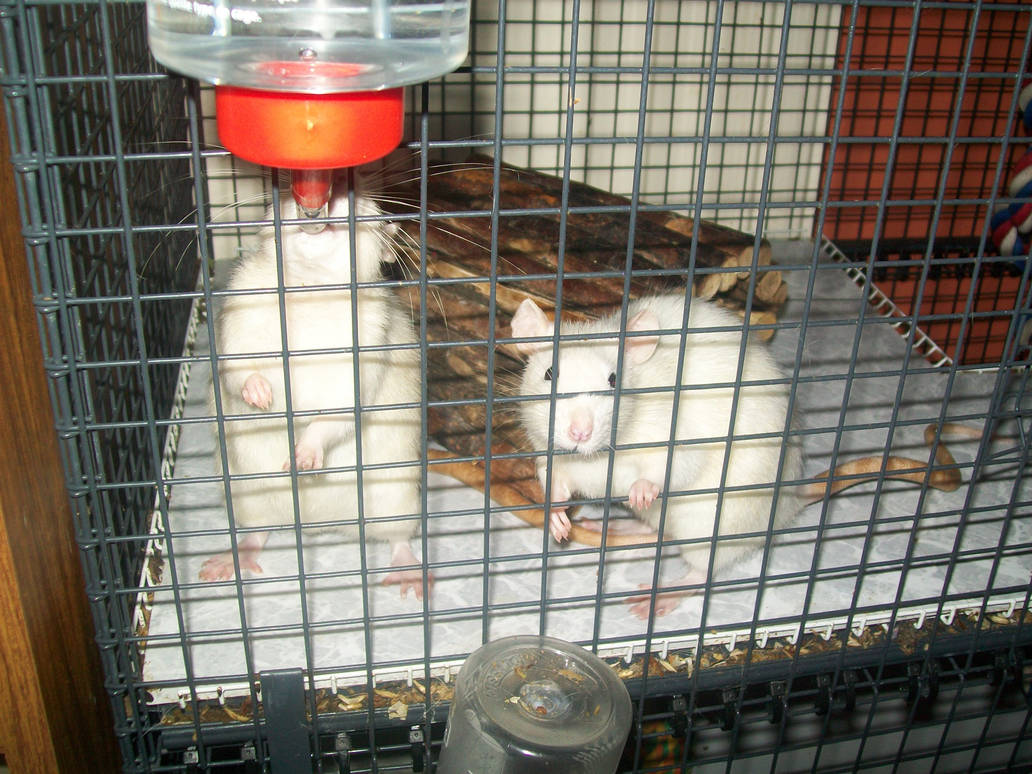 Sister Rats - 02 by kukikoi on DeviantArt