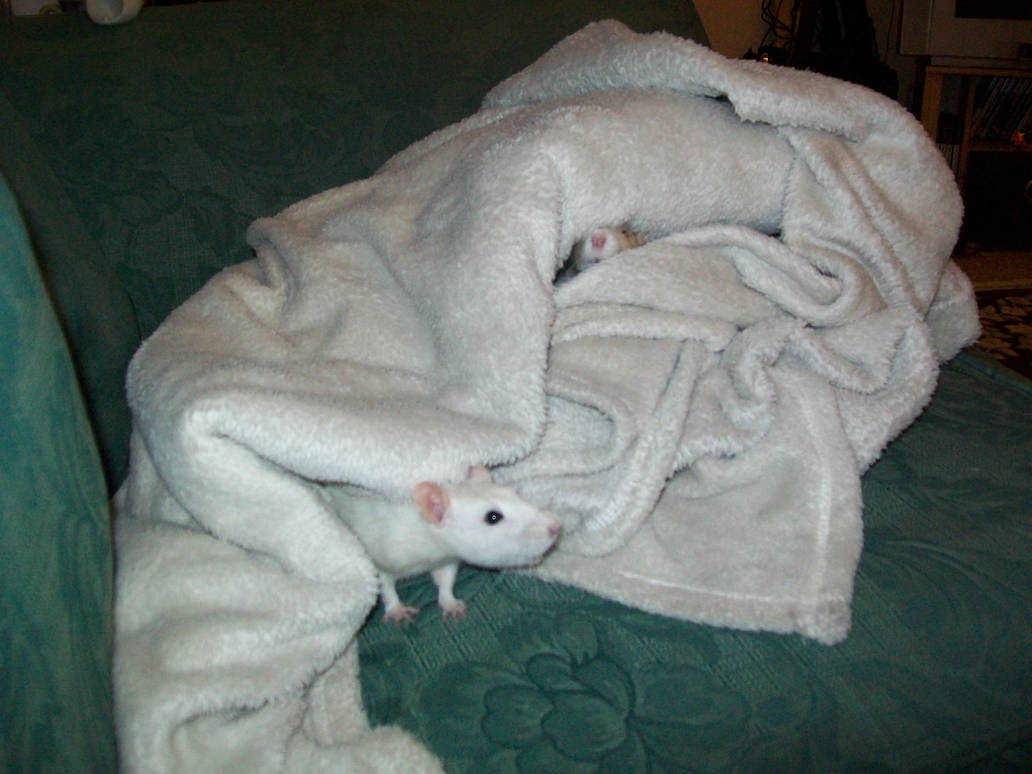 Sister Rats - 05 by kukikoi on DeviantArt