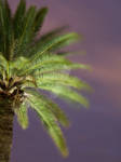 Evening Palm by camelopardalisinblue Evening Palm by camelopardalisinblue