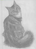 Maine Coon Cat Sketch