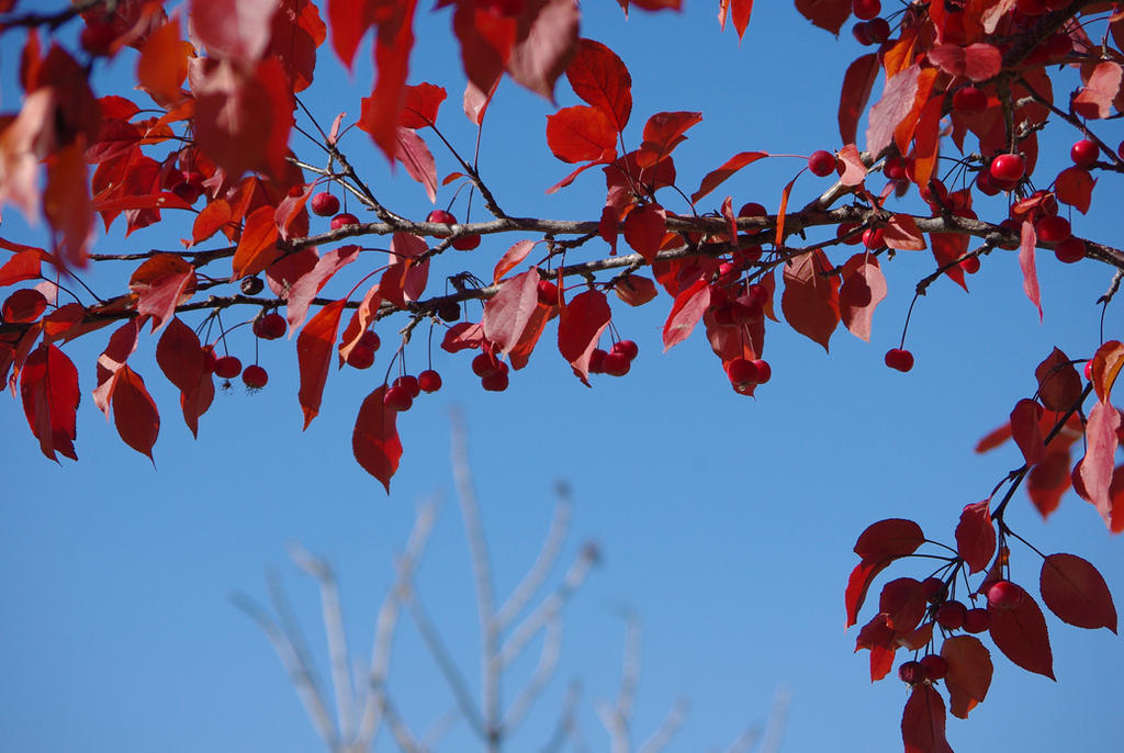 Ornamental Crabapple Tree in Fall