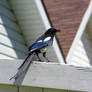 Magpie on a Fence