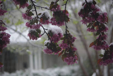 Snow on Blossoms