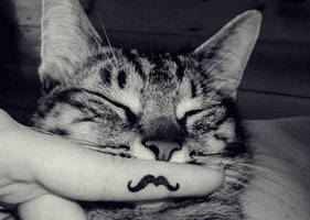 my mustache cat