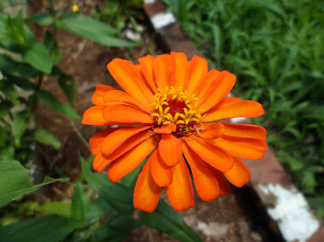 Zinnia elegans