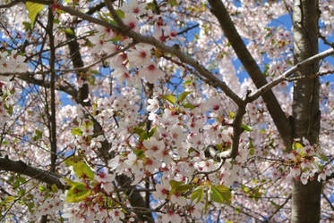 Sakura