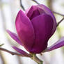 Purple Magnolia 2