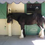 Black Clydesdale