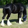 Black Clydesdale 1