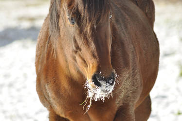 Chesnut Horse