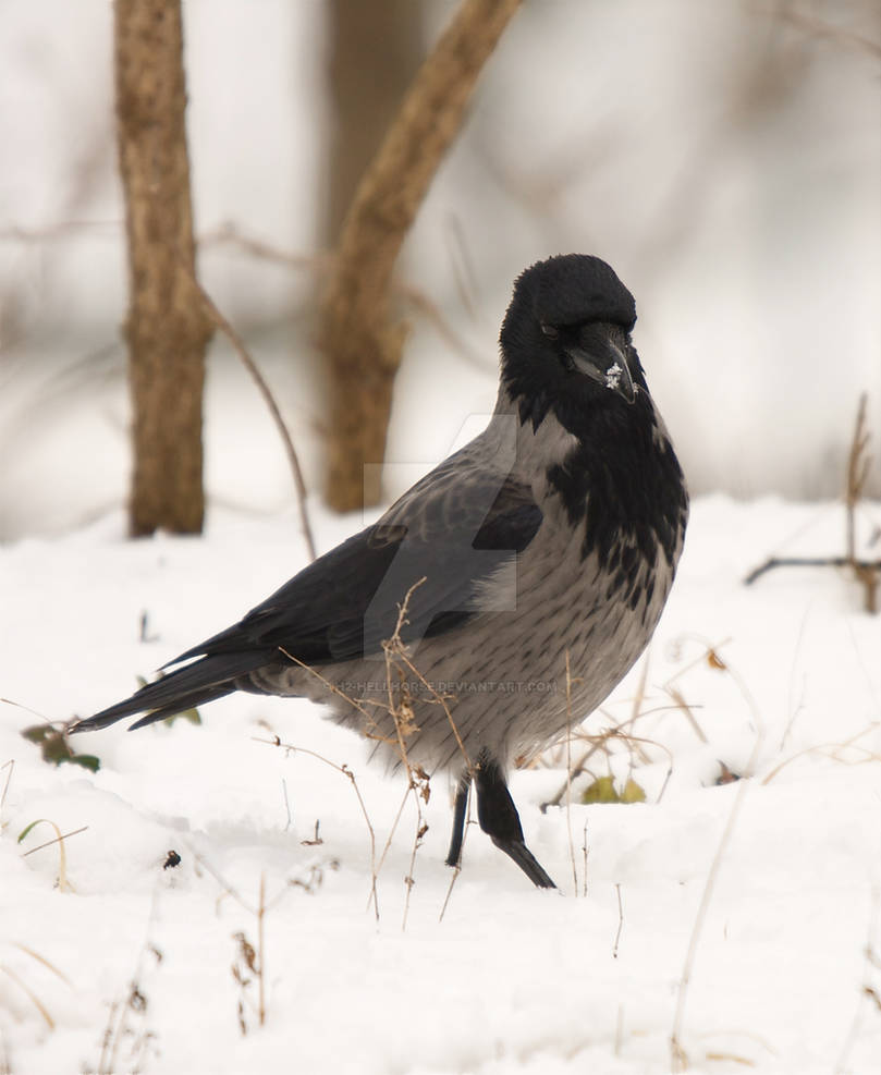 corvus corone cornix 2 by H2-HELLHORSE on DeviantArt