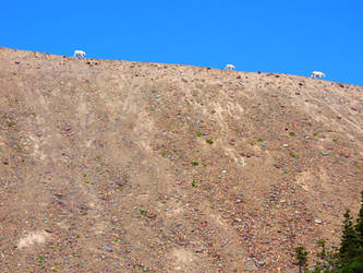 Mountain goats Glacier Nat'l Park