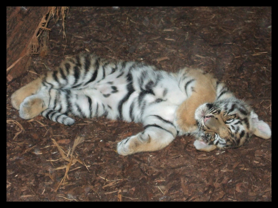 Baby tiger sleeping 1