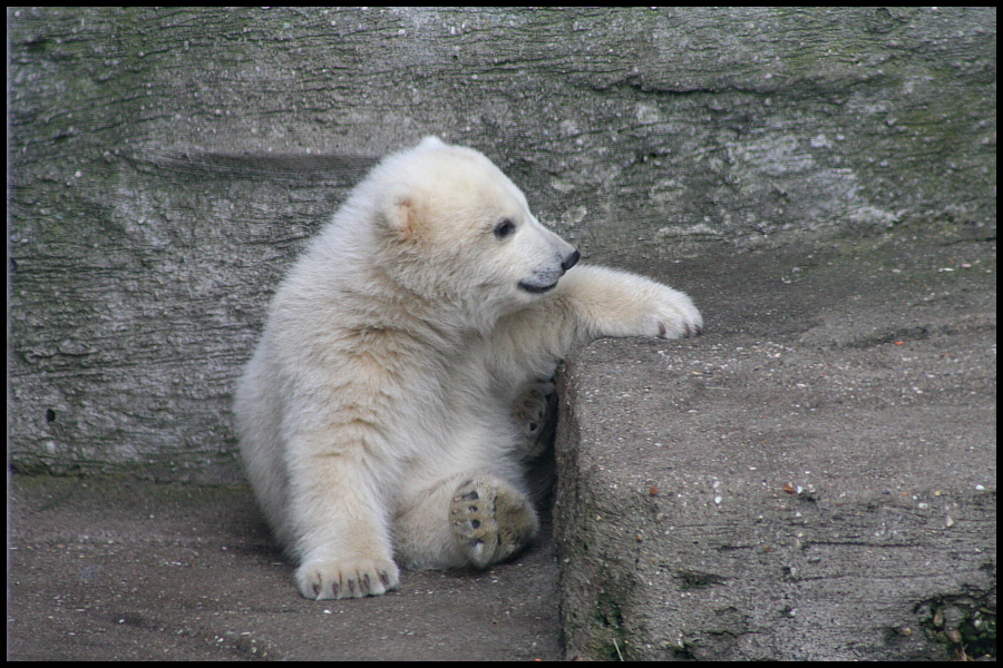 Baby polar bears again II