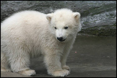 Baby polar bears again III