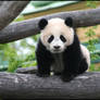 Fu Long - baby panda