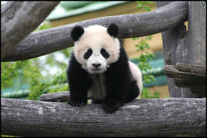 Fu Long - baby panda