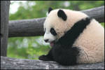 Crying for bamboo by AF--Photography