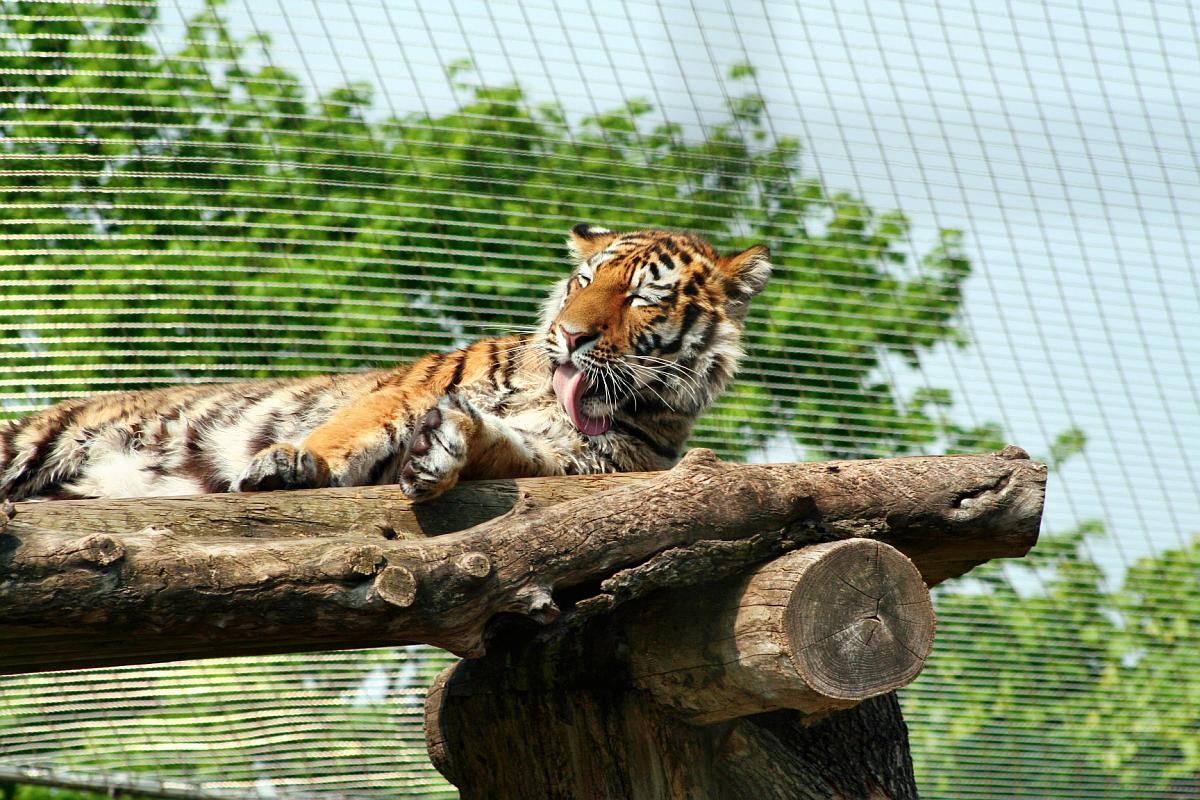 Tiger tongue