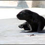 Baby sea lion