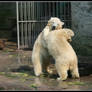 Polar bear wrestling