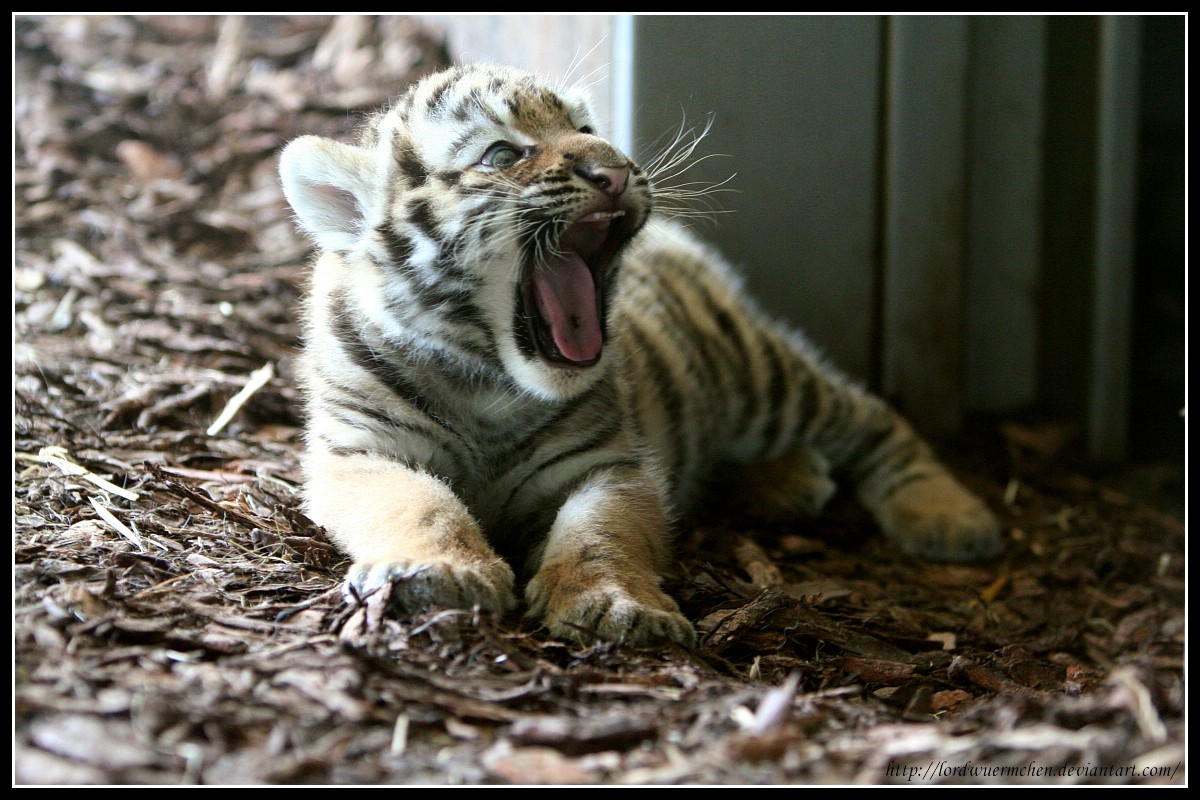 Baby yawn