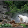 Drying off polar bear