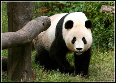 Giant panda