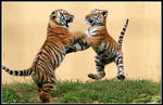 Dancing Tiger Cubs by AF--Photography