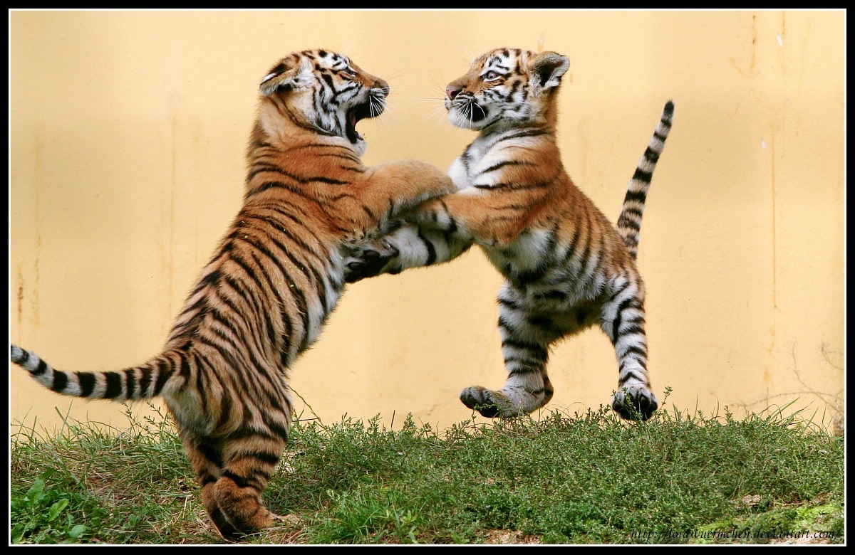 Dancing Tiger Cubs