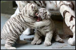 Hug and play by AF--Photography