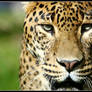 Leopard Portrait II