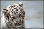 White tiger by AF--Photography