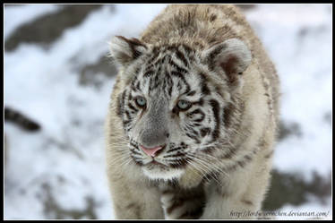 White tiger cub I