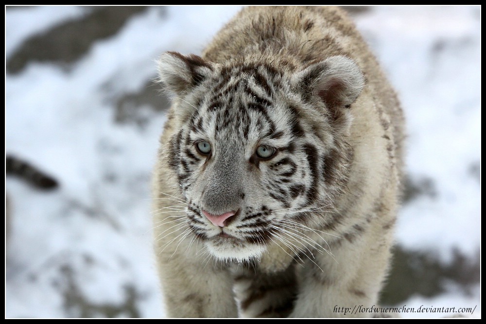 White tiger cub I