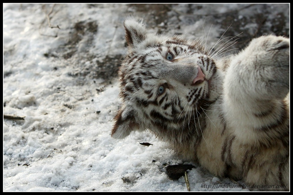 White cuteness I