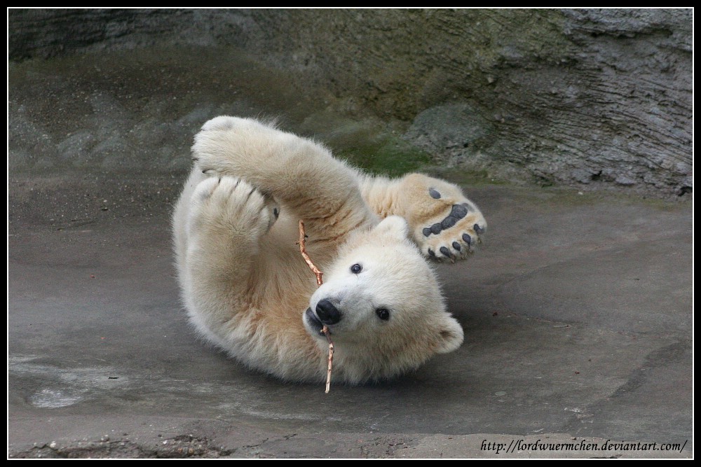 Stretching polar bear