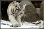 White tiger cub by AF--Photography